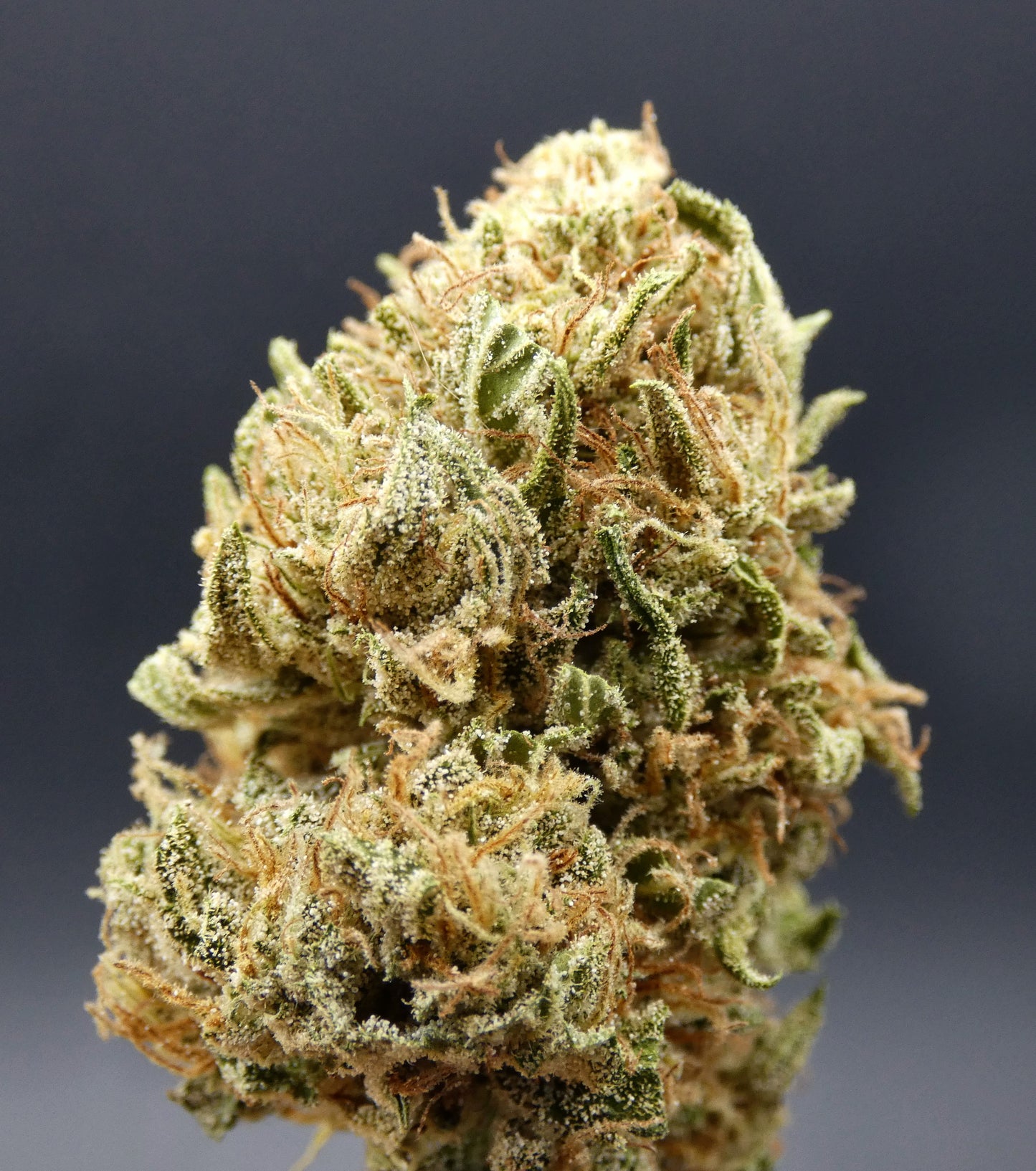 Winter Haze Koming (Fleur d'Excellence)