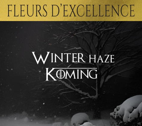 Winter Haze Koming (Fleur d'Excellence)