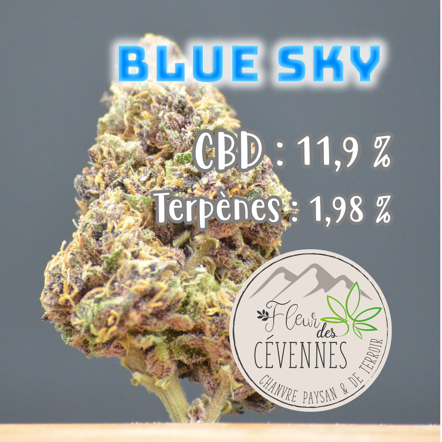 Blue Sky (Fleur d'Excellence)