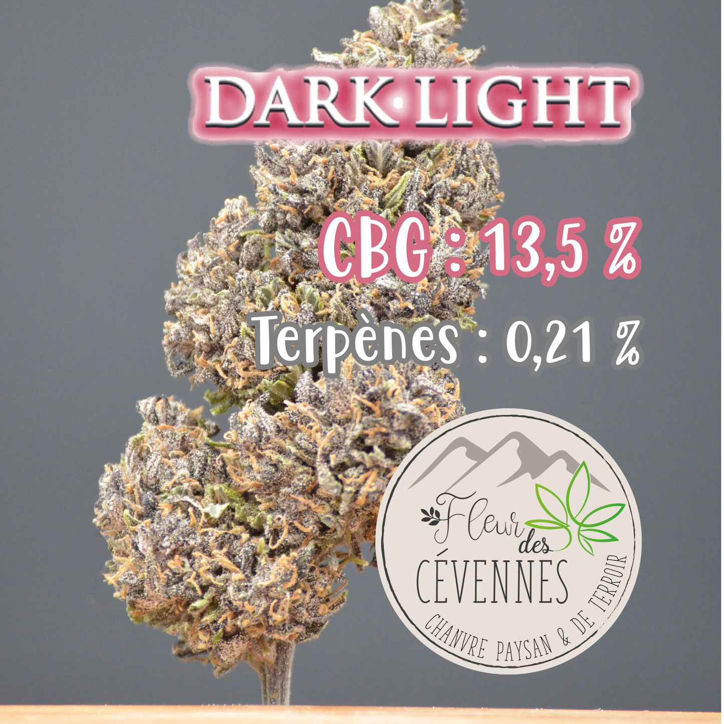Dark Light (Fleur d'Excellence)