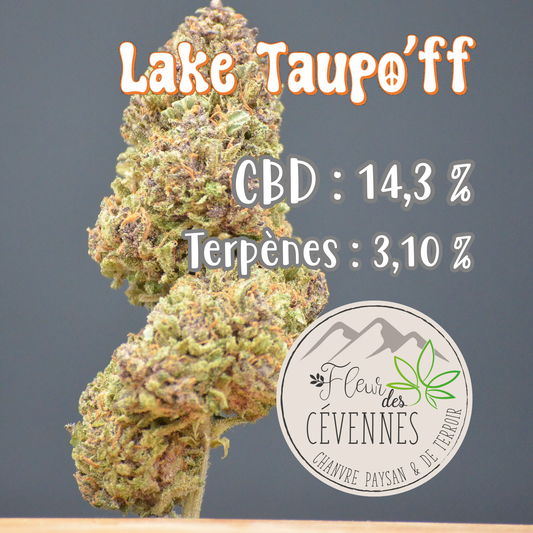 Lake Taupo'ff (Fleur d'Excellence)