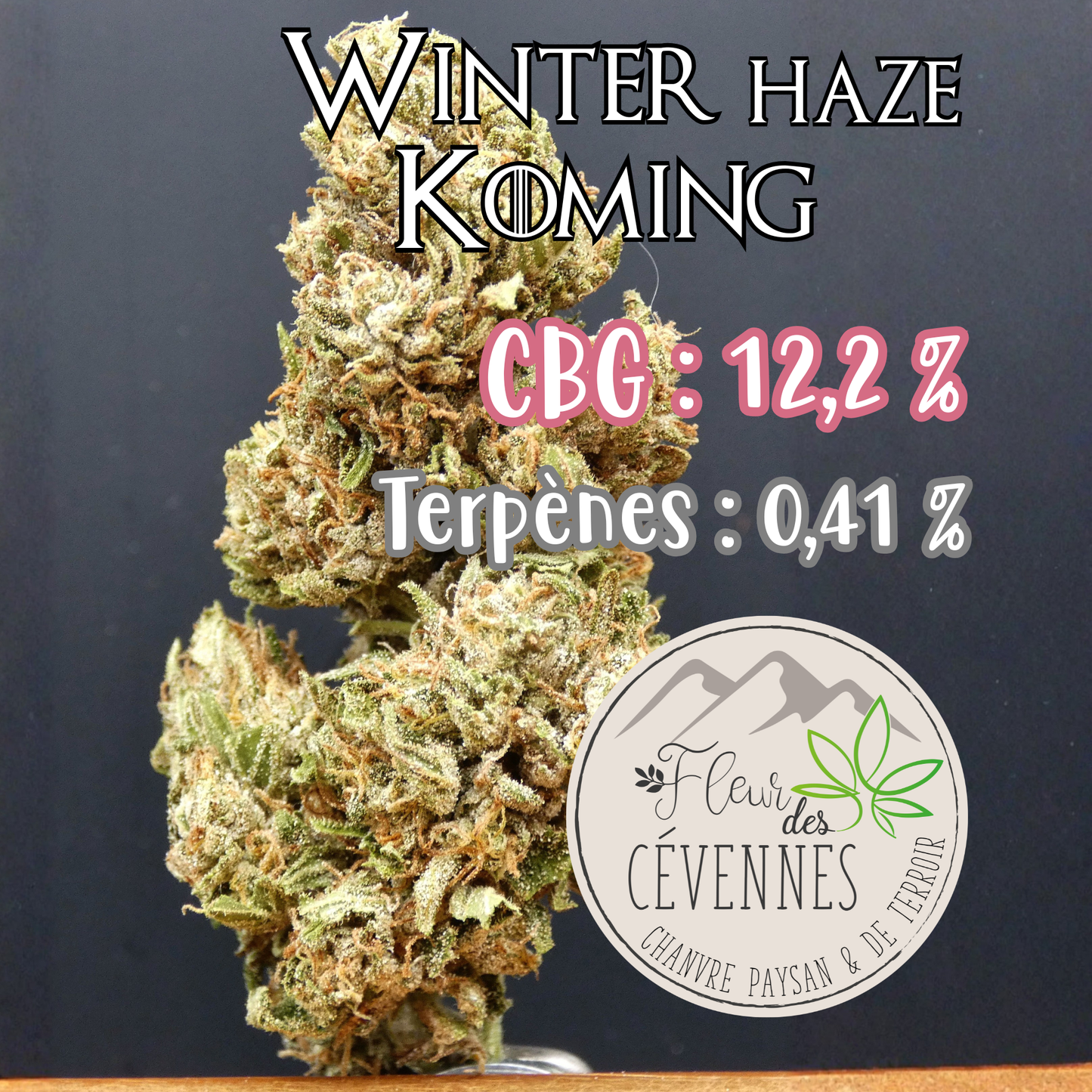 Winter Haze Koming (Fleur d'Excellence)